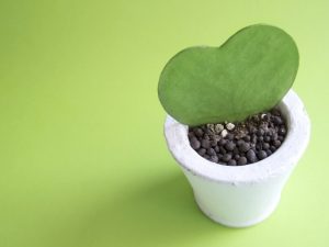 彼女に愛してると伝えるための言葉と行動